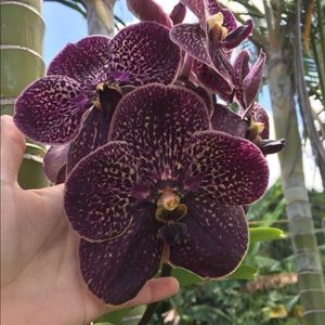 Meet your Posher, Joy